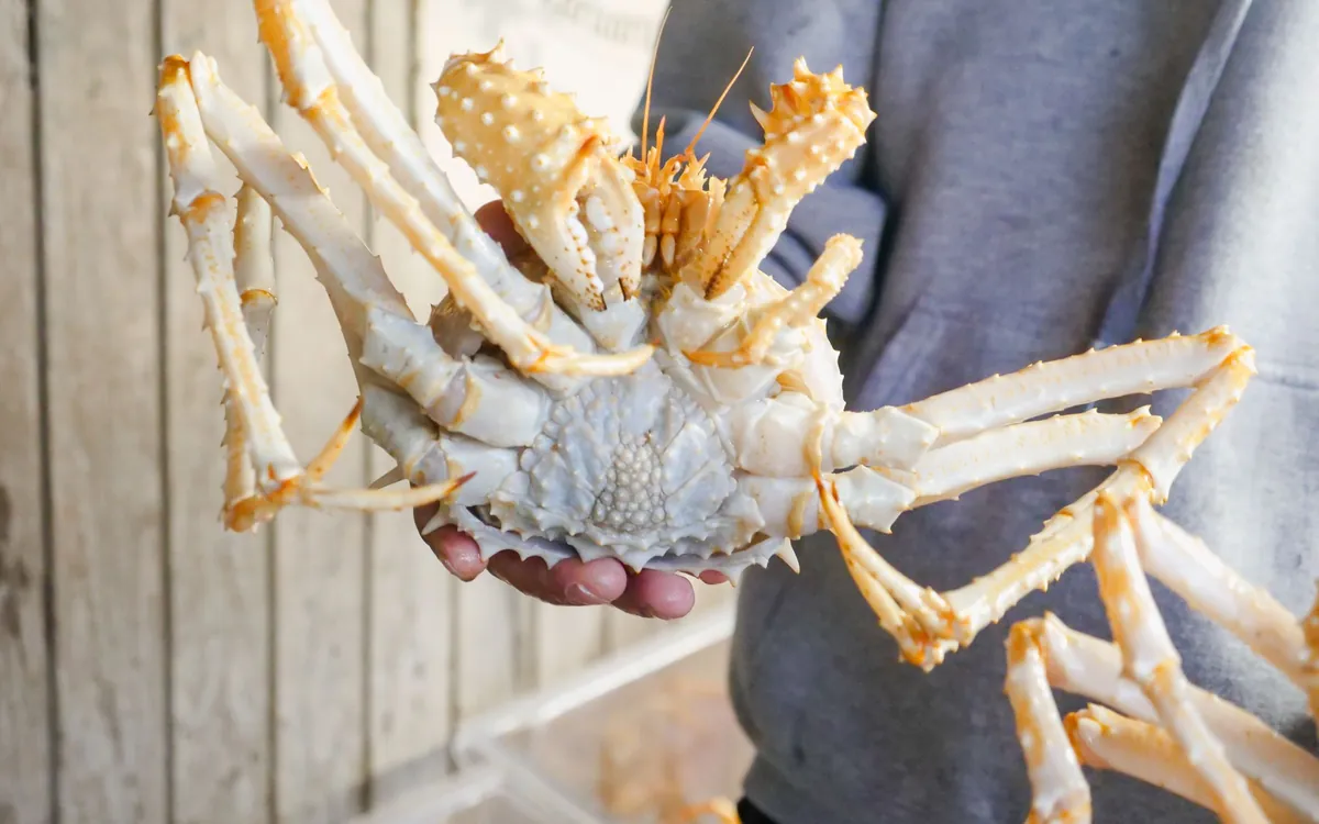 A large king crab held in a hand